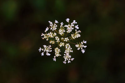 Close-up of white flowers