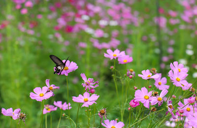 Close-up of butterfly pollinating on pink flower