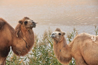 1138 pair of bactrian camels-e.bank of sumu barun jaran lake. badain jaran desert-nei mongol-china.