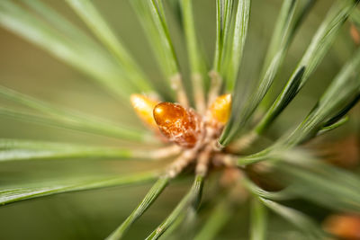 Close-up of green leaf on plant