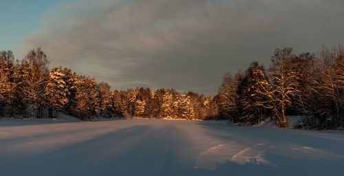 Trees on snow covered land against sky during sunset