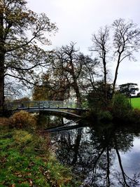 Bare trees by river