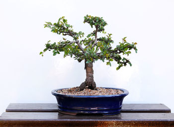 Close-up of small potted plant on table against white background