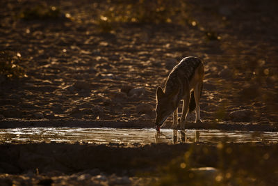 View of a bird drinking water