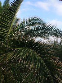 Close-up of palm tree against sky