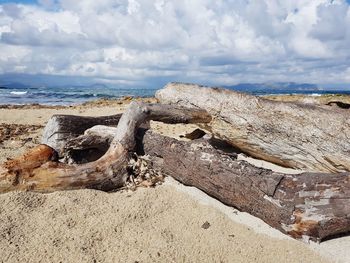 Driftwood on beach against sky