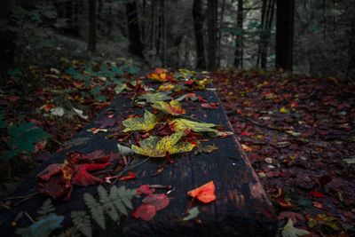 Autumn leaves on tree trunk in forest