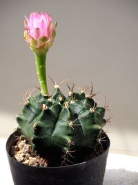 Close-up of potted cactus plant