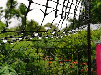 Close-up of lizard on metal fence against sky