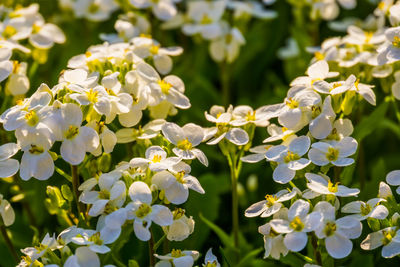 Close-up of white flowering plants at park