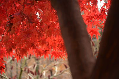 Close-up of red maple leaves on tree