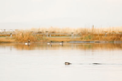 Ducks swimming in lake