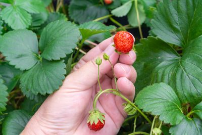 Close-up of hand holding strawberries