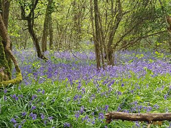 Purple flowers on landscape