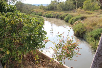 High angle view of river amidst trees on field