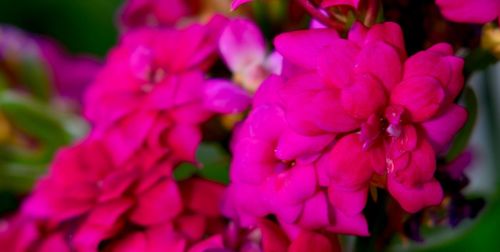 Close-up of pink flowers