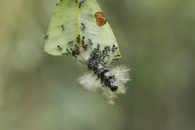 Dead caterpillars are eaten by ants