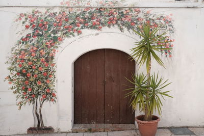 Potted plant against door of building