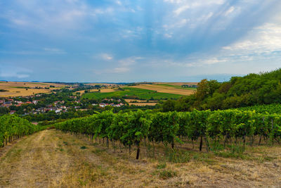 Scenic view of vineyard against sky