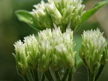 Close-up of flowering plant