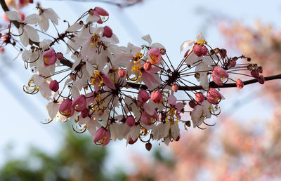 Low angle view of cherry blossoms against sky