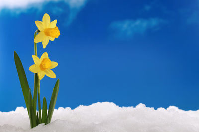 Close-up of yellow flower against blue sky