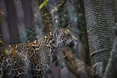 Close-up of leopard