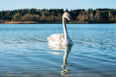 View of swan swimming in lake