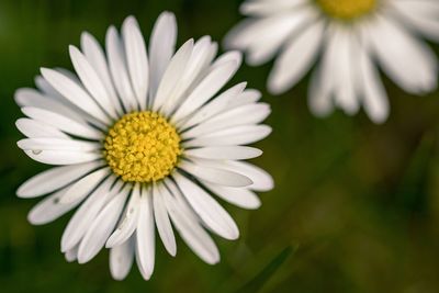 Close-up of white daisy flower