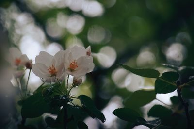 Close-up of white cherry blossom tree