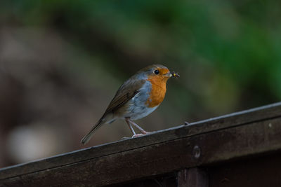 Close-up of bird perching on railing