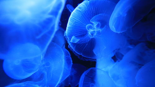 Jellyfishs in tank