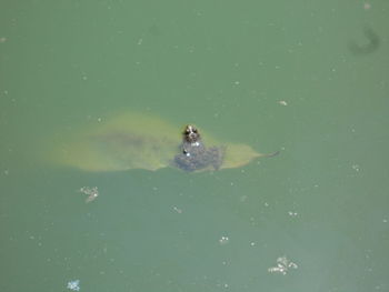 High angle view of turtle swimming in water