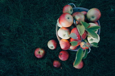 High angle view of apples on field