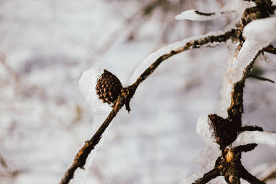 Close-up of frost on branch