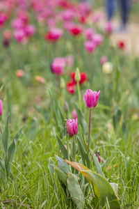 Close-up of pink flowers blooming on field