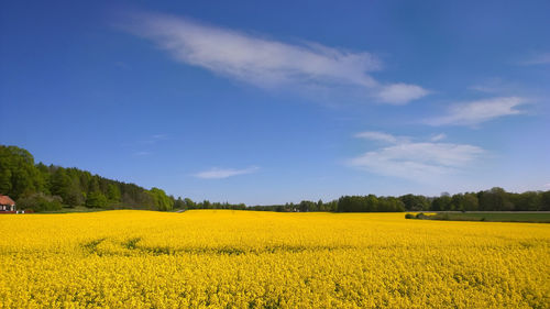 Scenic view of oilseed rape field against sky