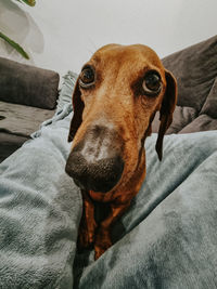 Close-up portrait of dog on bed at home