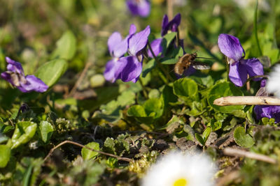 Close-up of insect pollinating on purple flower