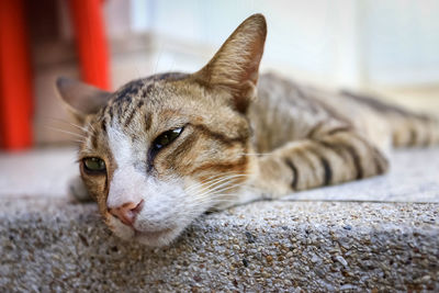 Close-up of a cat resting