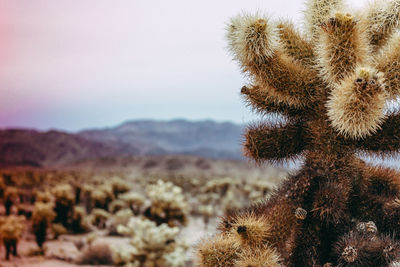 Close-up of succulent plant on field against sky