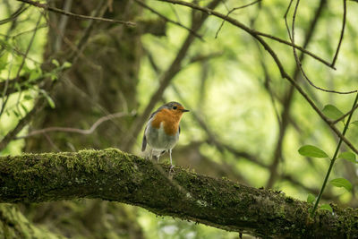 Close-up of robin perching on tree