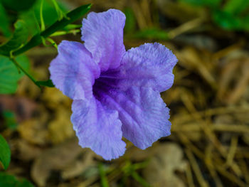 Close-up of purple blue flower