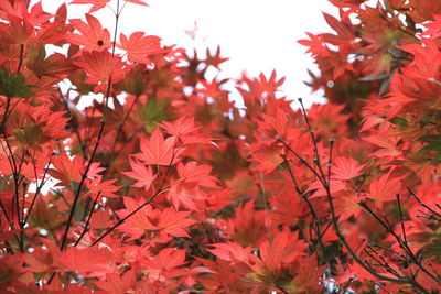 Low angle view of red maple leaves on plant