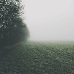 Trees in foggy weather