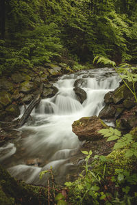 Scenic view of waterfall in forest