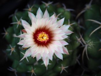 Close-up of pink flower