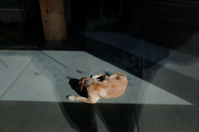 A dog find the warm rays of sunshine to sleep in.