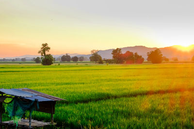 Scenic view of agricultural field against sky during sunset