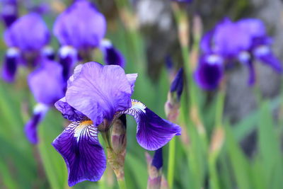 Close-up of purple flowering plant